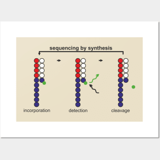 sequencing by synthesis Posters and Art